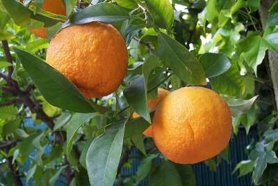 ����� ���� ����� ������� Citrus aurantiumO.